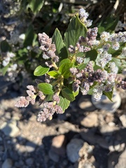 Ceanothus arboreus