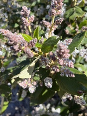 Ceanothus arboreus