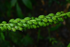 Calanthe lyroglossa