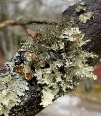 Platismatia tuckermanii