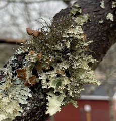 Platismatia tuckermanii