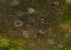 Cassiopea frondosa