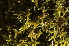 Eurhynchium angustirete