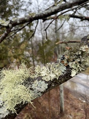 Platismatia tuckermanii