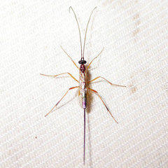 Macrocentrinae