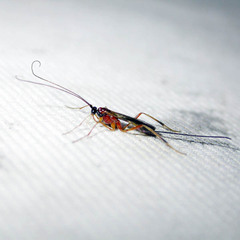 Macrocentrinae