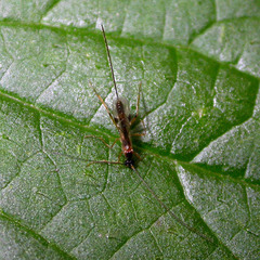 Macrocentrinae