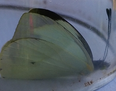 Leptophobia aripa