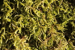 Eurhynchium angustirete