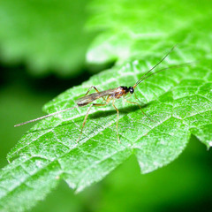 Macrocentrinae