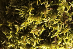Eurhynchium angustirete