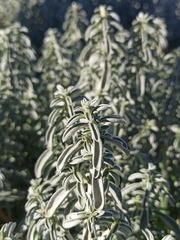 Mercurialis tomentosa