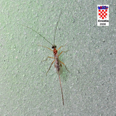 Macrocentrinae