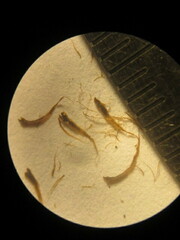 Myriopteris notholaenoides