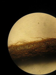 Myriopteris notholaenoides