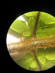 Myriopteris notholaenoides