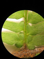 Myriopteris notholaenoides