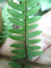 Myriopteris notholaenoides