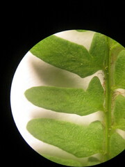 Myriopteris notholaenoides