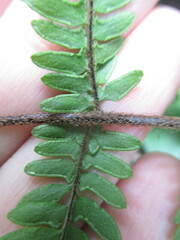 Myriopteris notholaenoides