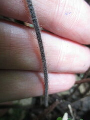 Myriopteris notholaenoides