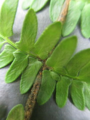 Myriopteris notholaenoides