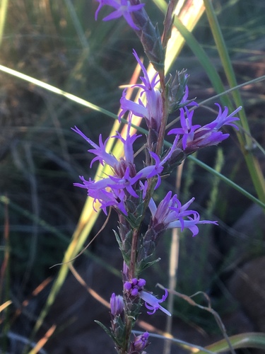 Liatris punctata var. mexicana