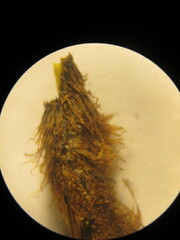 Myriopteris notholaenoides