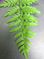 Myriopteris notholaenoides