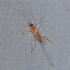 Macrocentrinae