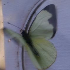 Leptophobia aripa