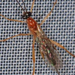 Macrocentrinae