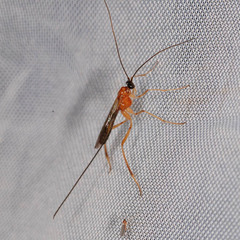 Macrocentrinae