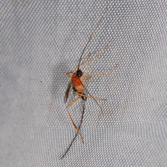 Macrocentrinae