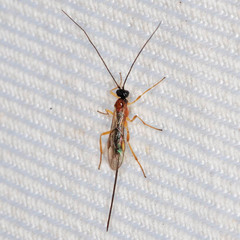 Macrocentrinae