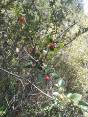 Cotoneaster simonsii