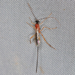 Macrocentrinae