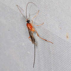 Macrocentrinae