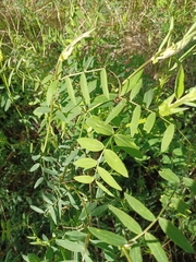Vicia villosa