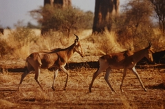 Alcelaphus buselaphus cokii