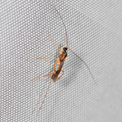 Macrocentrinae