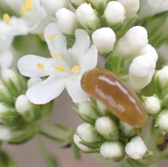 Selago corymbosa