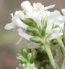 Selago corymbosa