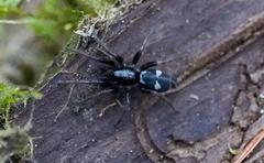 Sergiolus montanus