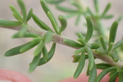 Selago corymbosa