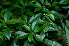 Ardisia chinensis