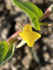 Camissoniopsis pallida