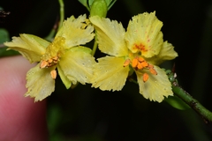 Parkinsonia texana macra