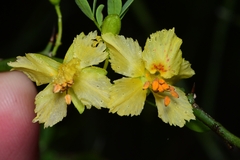 Parkinsonia texana macra
