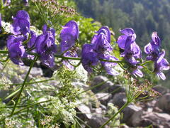 Aconitum angustifolium